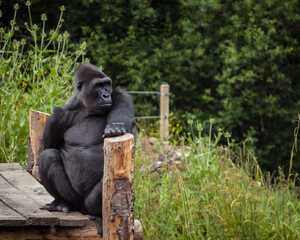 gorilla at paignton zoo