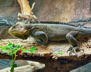 lizard at paignton zoo